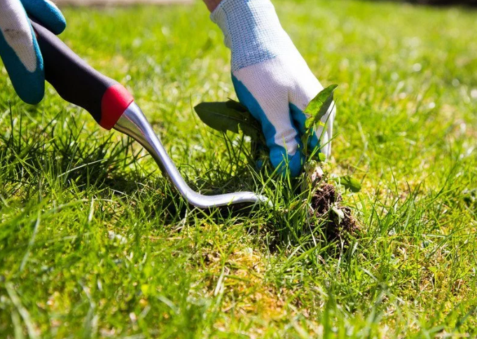 a person is using a fork to remove weeds from a lawn .