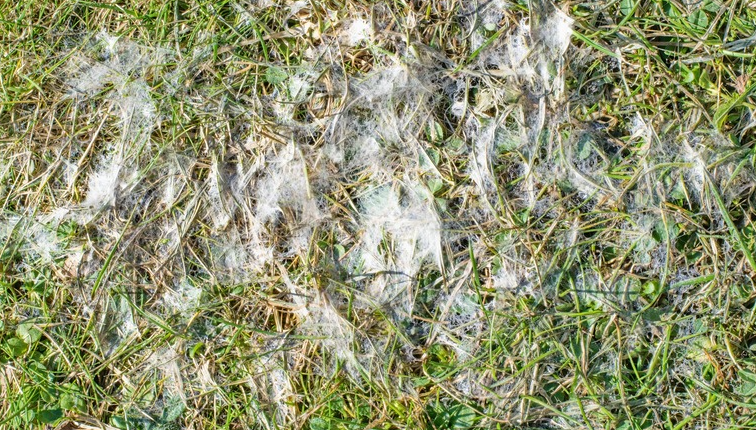 a close up of a patch of grass with white spots on it .
