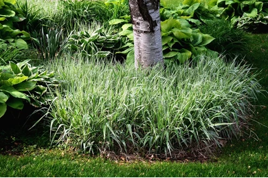 A bush of tall grass is growing next to a sidewalk in a garden.