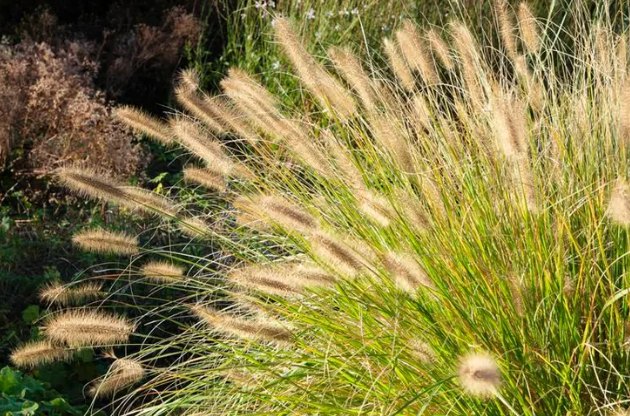A close up of a tall grass plant in a garden.