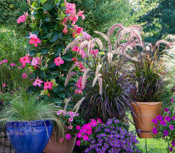 A bunch of potted plants with pink and purple flowers