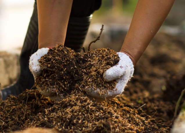 A person is holding a pile of dirt in their hands.