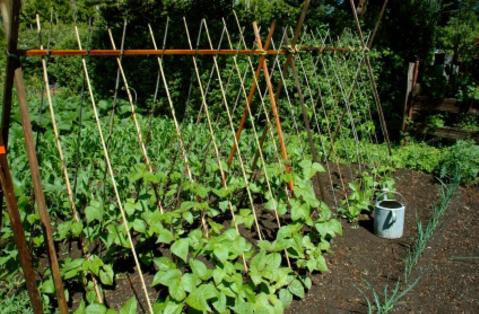 A row of green beans growing on a trellis in a garden