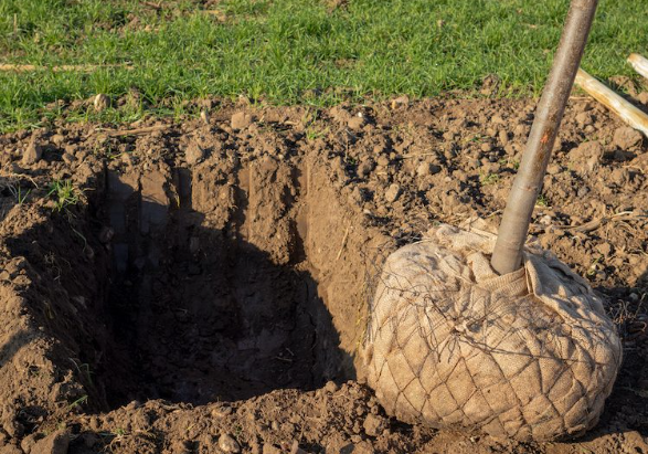 A tree is being planted in a hole in the ground.