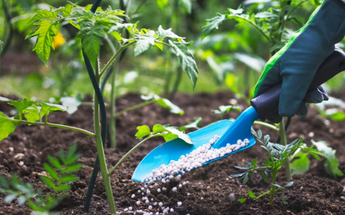 A person is fertilizing a tomato plant with a shovel.