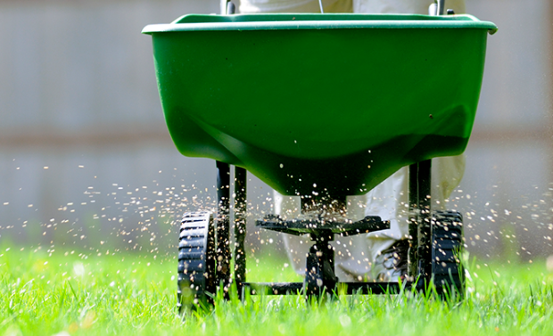 A person is spreading fertilizer on a lush green lawn.