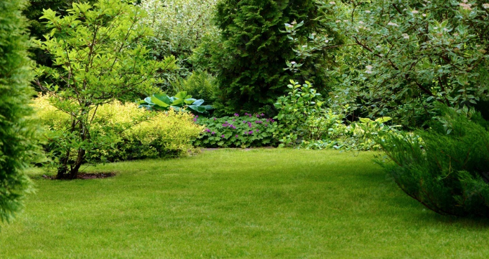 A lush green lawn surrounded by trees and bushes in a garden.