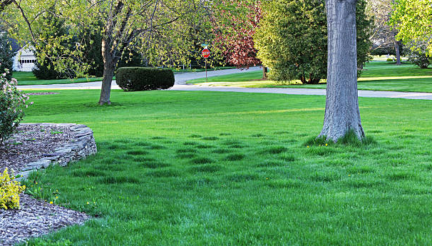 A lush green lawn with a tree in the middle of it.