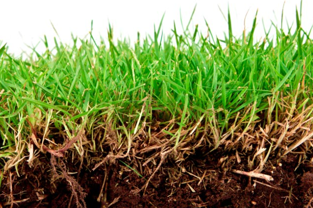A close up of a patch of grass and dirt on a white background.