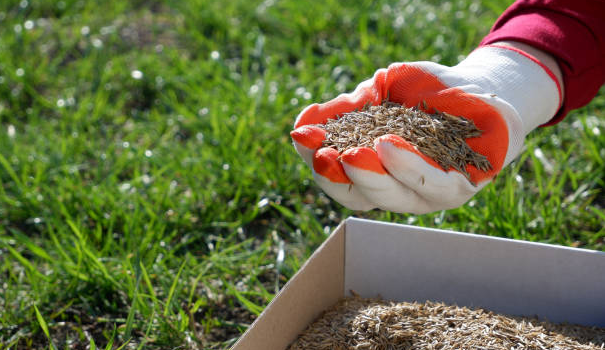 A person is holding a pile of grass seeds in their hands.