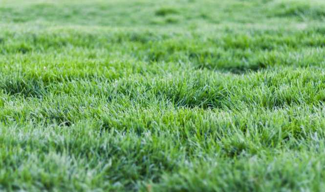 A close up of a field of green grass on a sunny day.