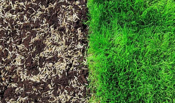 A close up of a patch of grass next to a patch of dirt.