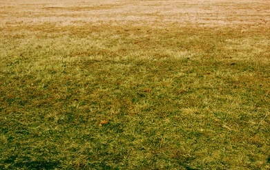 A close up of a lush green field of grass.