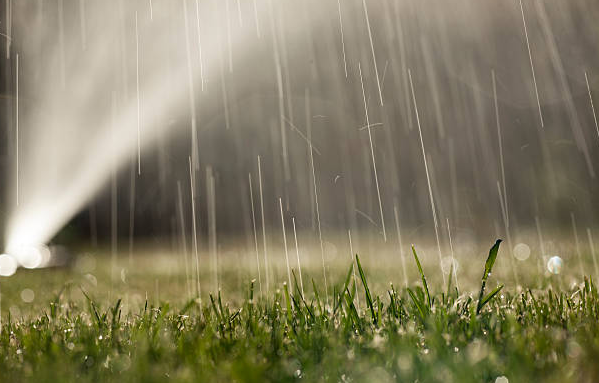 A sprinkler is spraying water on a lush green lawn.