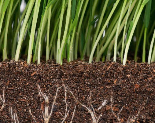 A close up of a plant growing out of the ground