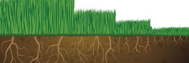 It shows the roots of a lawn and the grass growing out of the ground.