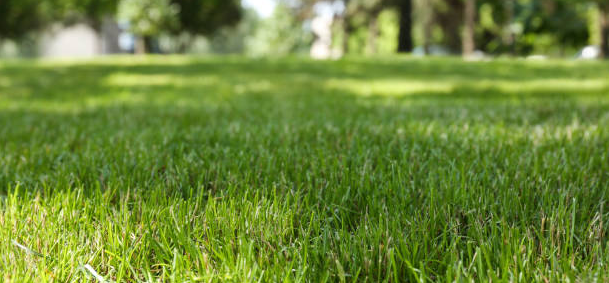 A close up of a lush green lawn with trees in the background.