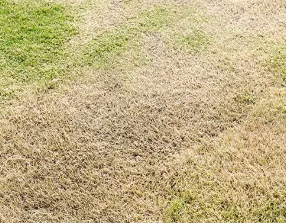 A close up of a lawn with brown and green grass.