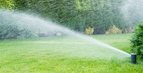 A sprinkler is spraying water on a lush green lawn.