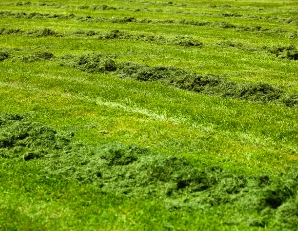 A field of grass that has been cut into rows.