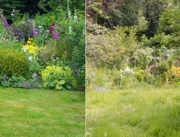 A before and after picture of a garden with flowers and trees.