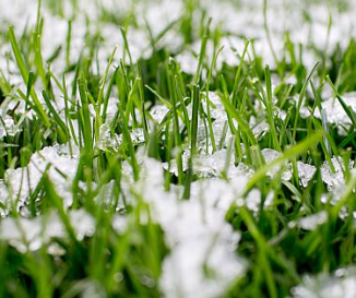 A close up of a field of grass with snow on it.