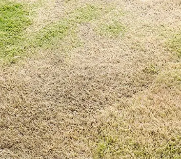 A lawn with a lot of brown and green grass