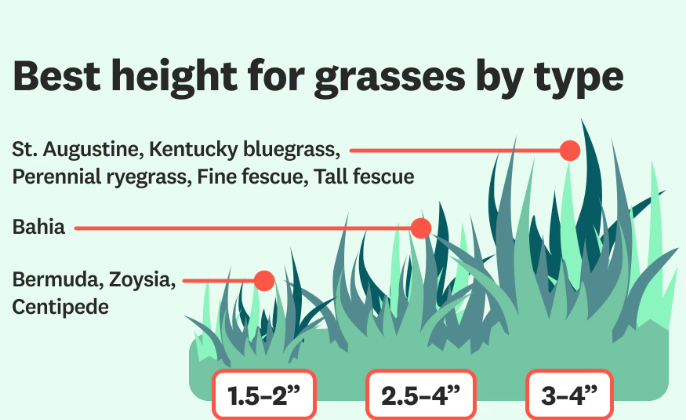 A diagram showing the best height for grasses by type