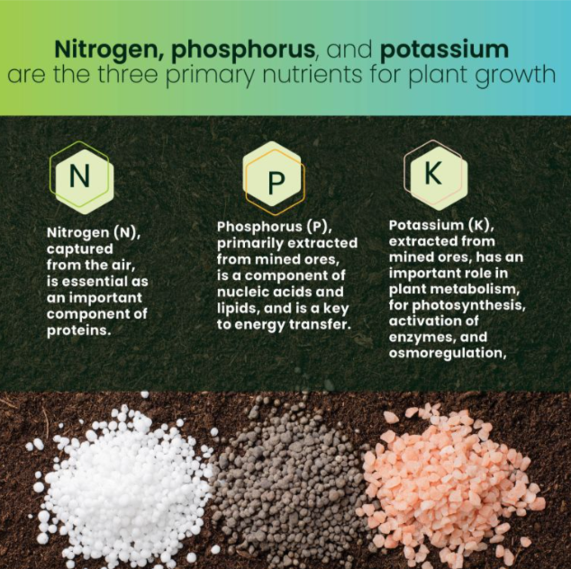 Nitrogen phosphorus and potassium are the three primary nutrients for plant growth