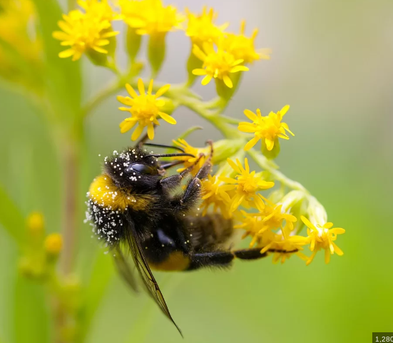 A close up of a bee on a yellow flower