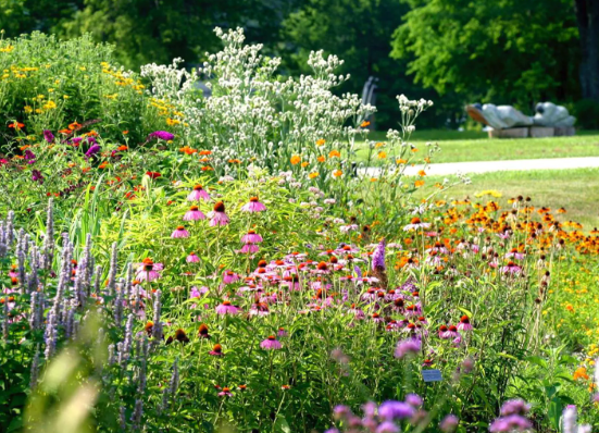 There are many different types of flowers in this garden.