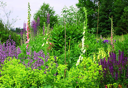 A field of purple and white flowers and green plants