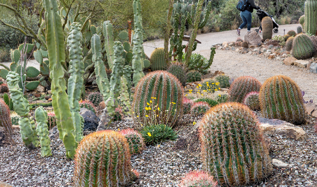 A group of cactus plants are growing in a garden.