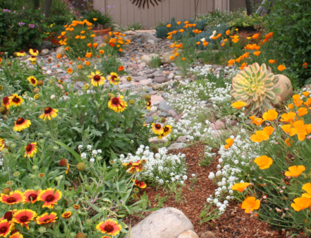 A garden filled with lots of flowers and rocks