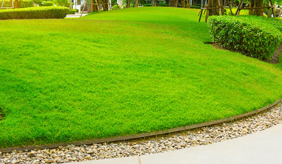 A lush green lawn with a concrete curb in a park.