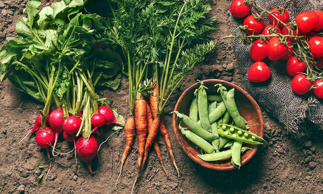 Carrots , radishes , peas and tomatoes are sitting on the ground.