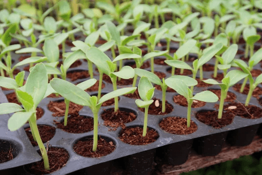 A tray of seedlings growing in a greenhouse.