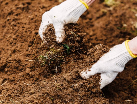 A person wearing white gloves is holding a pile of dirt.