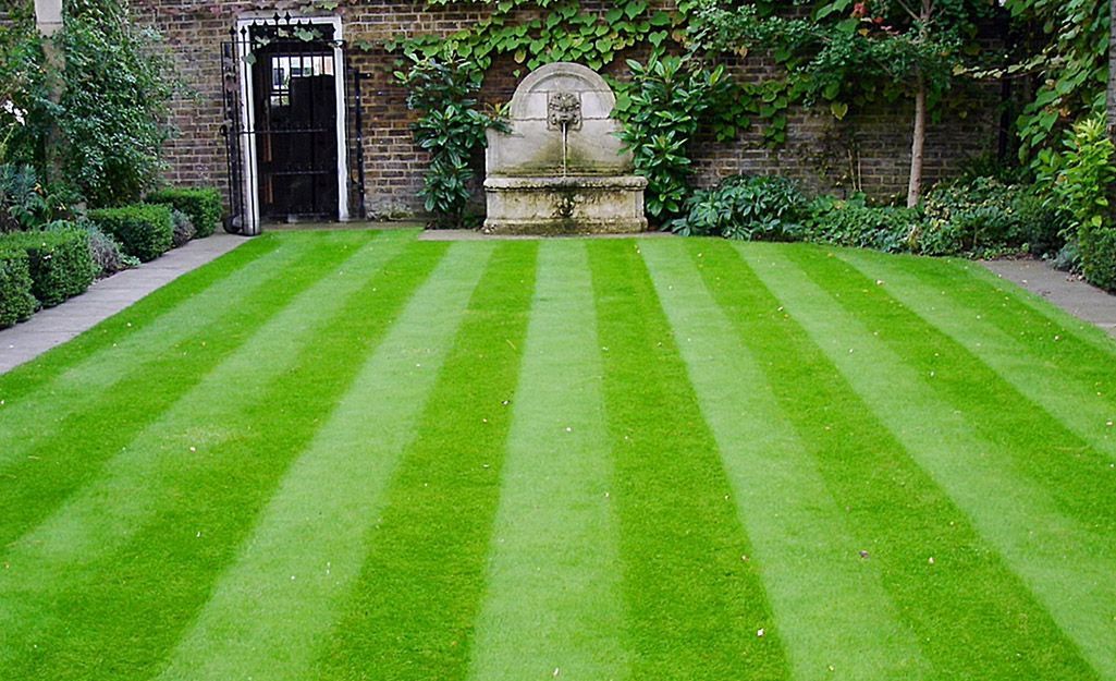 striped grass in backyard