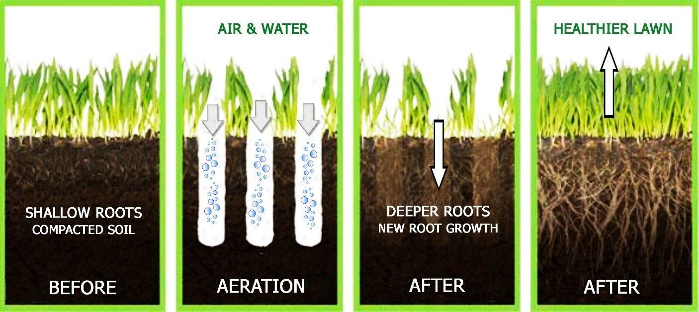 A descriptive photo showing before and after effects of aerating a lawn 