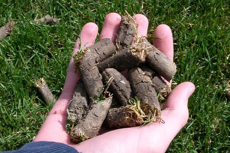 A person is holding a pile of dirt in their hands