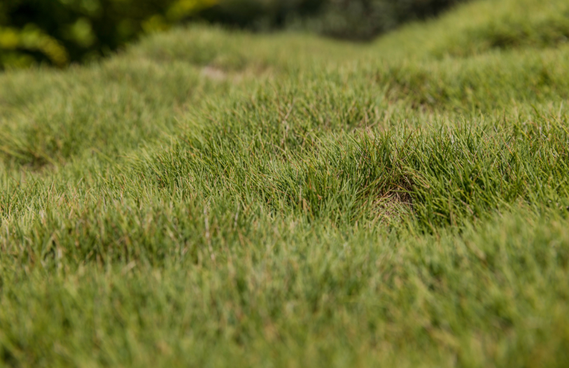 Close-up of lush green grass, sunlight dappling the blades. But the surface is bumpy