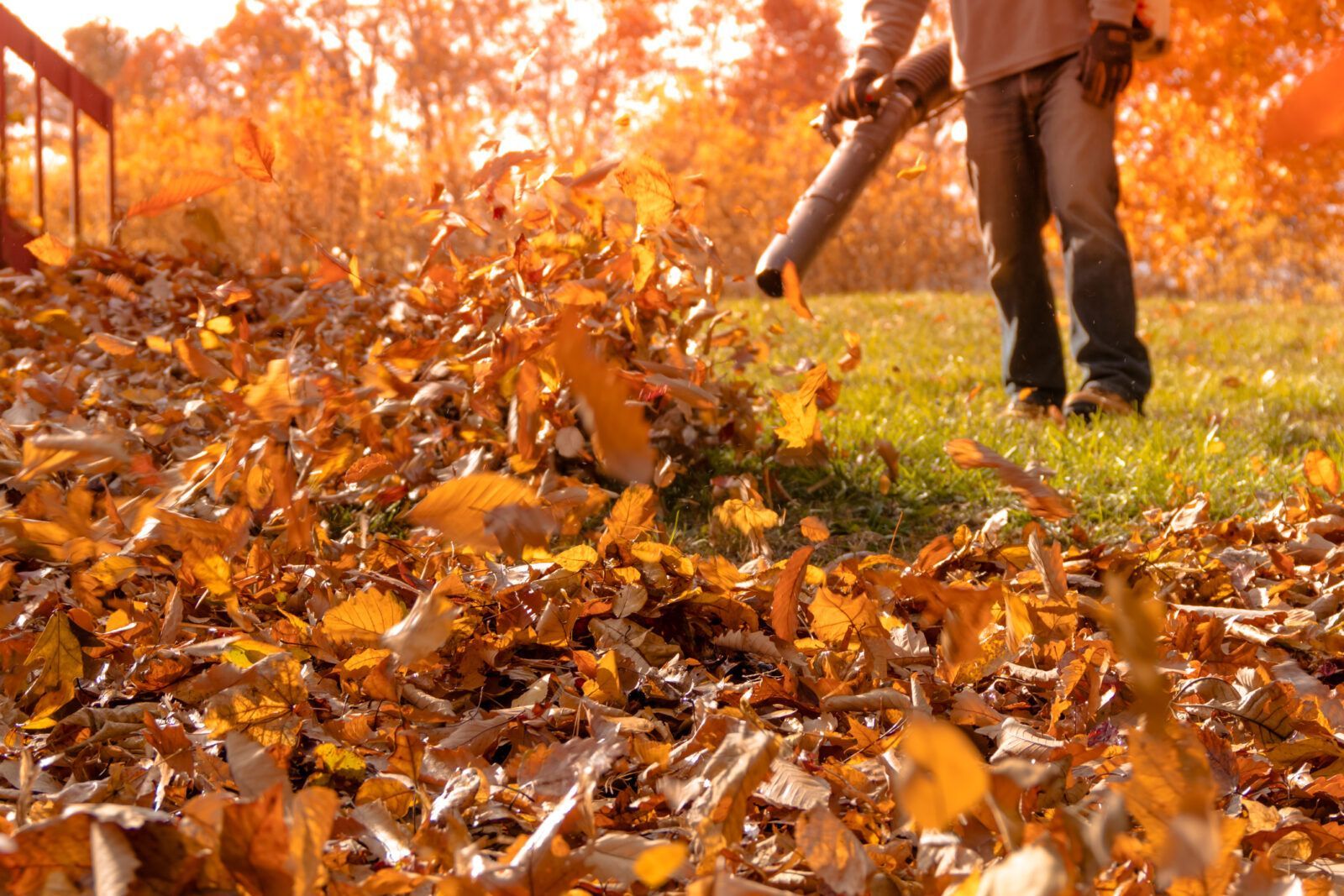 A man is blowing leaves in a park with a leaf blower.