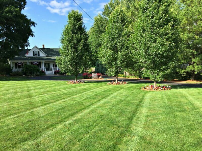 A lush green lawn in front of a house on a sunny day.