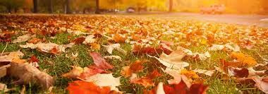 Autumn leaves cover a grassy lawn in warm sunlight.