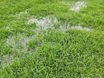 Waterlogged green grass, puddles indicating poor drainage.