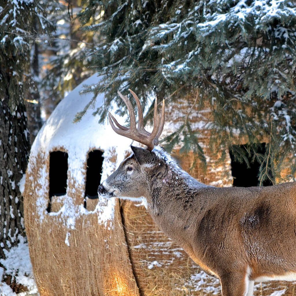 a deer standing in front of a outfitter bale burlap redneck blind in the snow