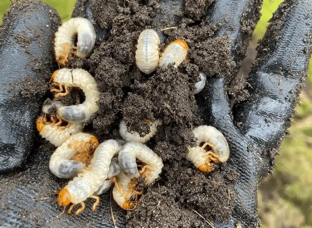 A person is holding a pile of worms in their hand.