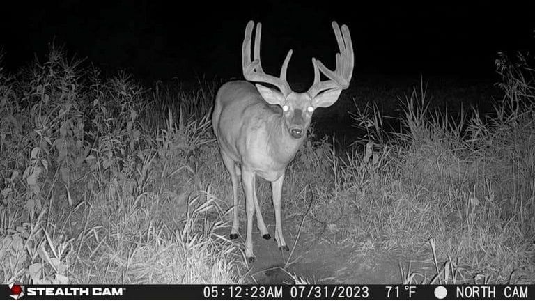 A black and white photo of a deer taken by a stealth cam