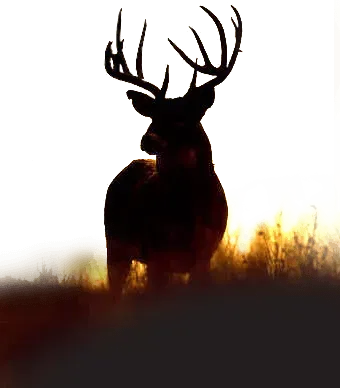 A silhouette of a deer with antlers standing in a field.